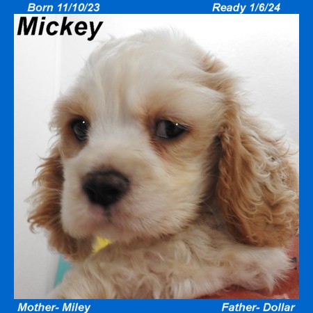 puppy, for, sale, Cocker Spaniel, Joe & Cherri  Overlease, dog, breeder, Miller, MO, dog-breeder, puppy-for-sale, forsale, nearby, find, puppyfind, locator, puppylocator, aca